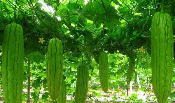 11月份苦瓜的管理要点