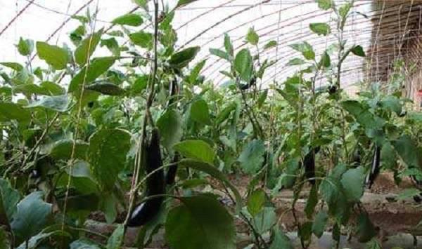 全国各区域冬季蔬菜种植指南