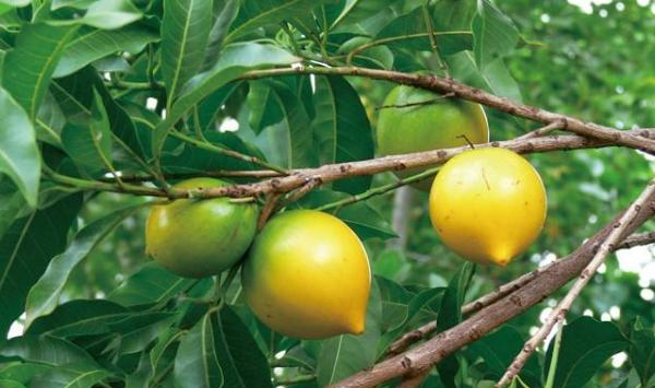 提高蛋黄果产量技巧