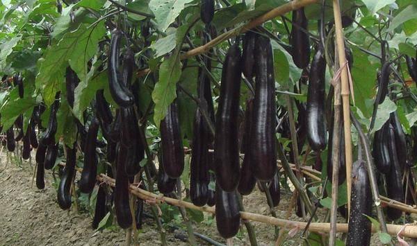 茄子高产种植方法