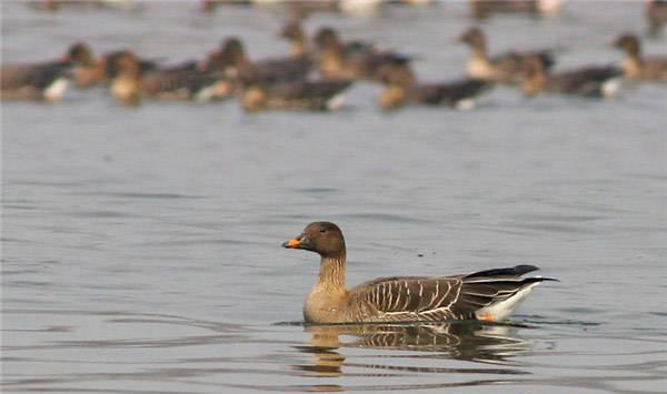 灰鹅养殖之饲养管理，养殖户要掌握！