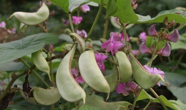 冬季蔬菜种植