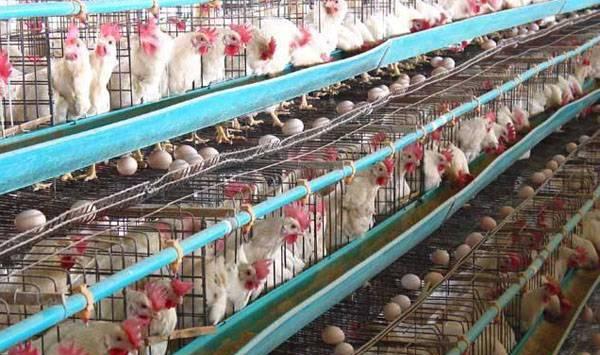 中草药养鸡方法