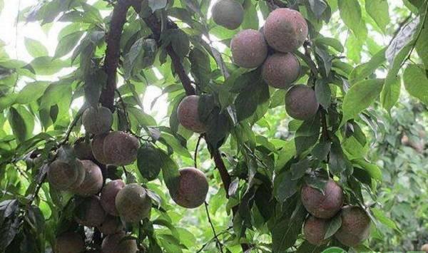 李子树的科学栽种技术及要点