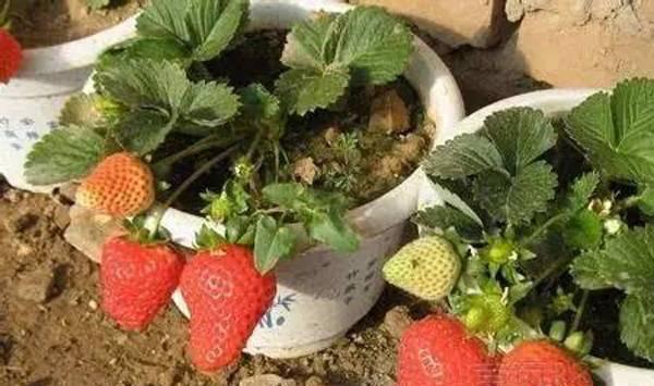 秋季草莓盆栽