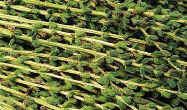 芝麻播种是什么时间？一亩地播种多少？