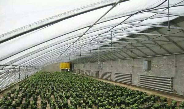 冬天大棚种植蔬菜，切记别进这六大误区