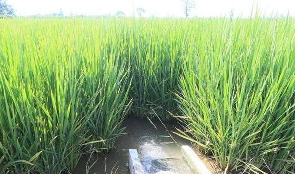 稻田养鲫鱼方法