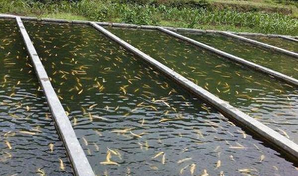 黄颡鱼的养殖技巧