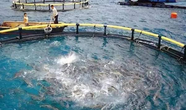 11月份水产管理