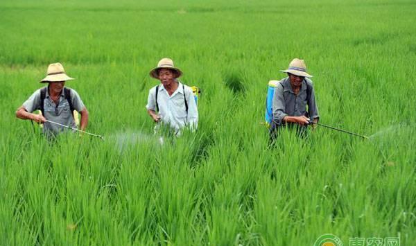 水稻除草剂使用注意事项