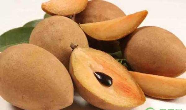 人心果的高产种植技术及管理要点