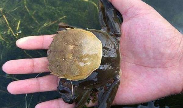 河蟹蜕壳确定