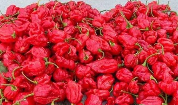 辣椒采收期如何延长？学好这四招就行了！