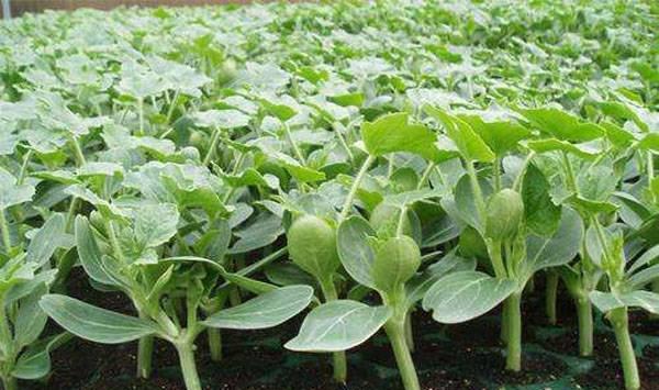 影响西瓜正常膨大的因素有哪些？