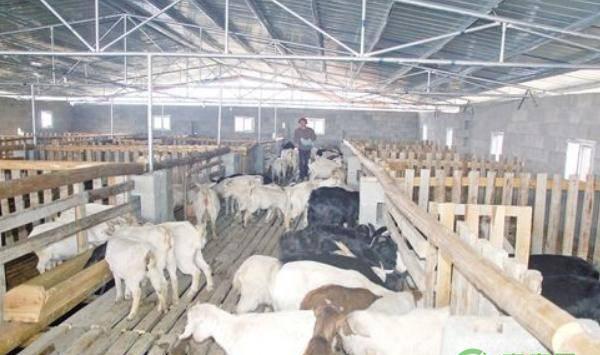 冬季羊饮水要留意这九大禁忌，养羊户现在看还来得及！