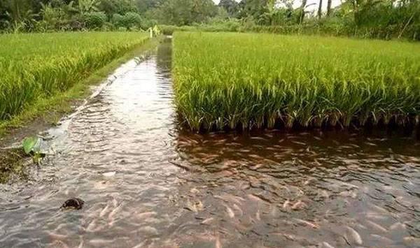 稻田养鲫鱼技术