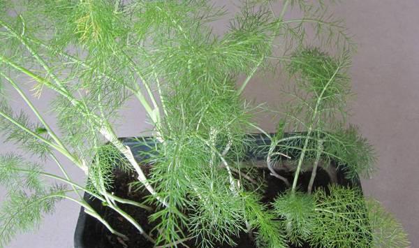 茴香阳台种植方法和时间