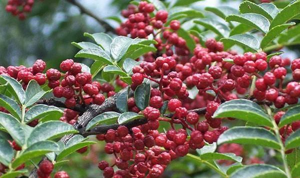 花椒树浇水方法