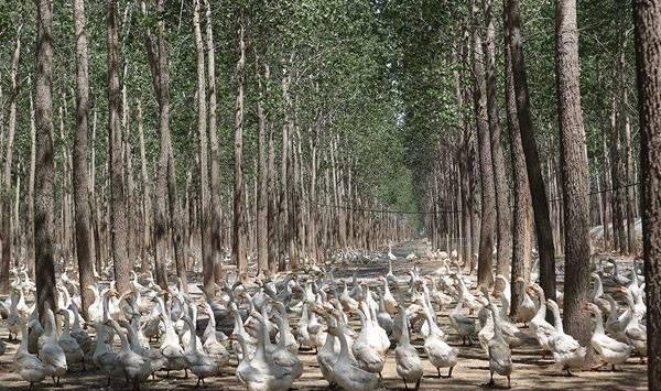 灰鹅养殖之饲养管理，养殖户要掌握！