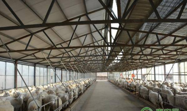 冬季羊饮水要留意这九大禁忌，养羊户现在看还来得及！