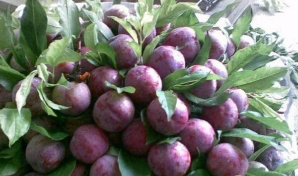 李子树的科学栽种技术及要点