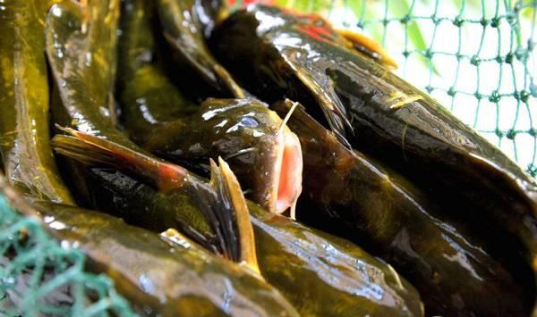 黄颡鱼的养殖难点