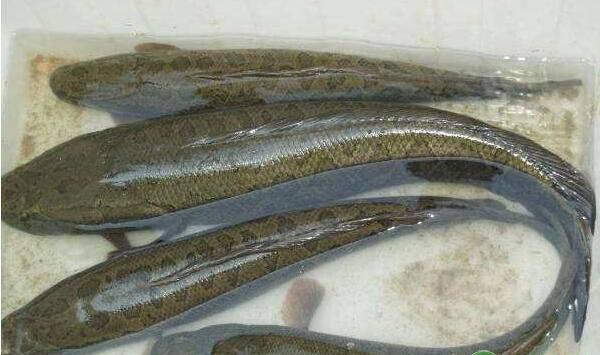 黑鱼的养殖技术，想养好黑鱼得牢记这五要点！