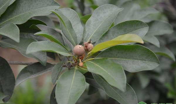 人心果的高产种植技术及管理要点