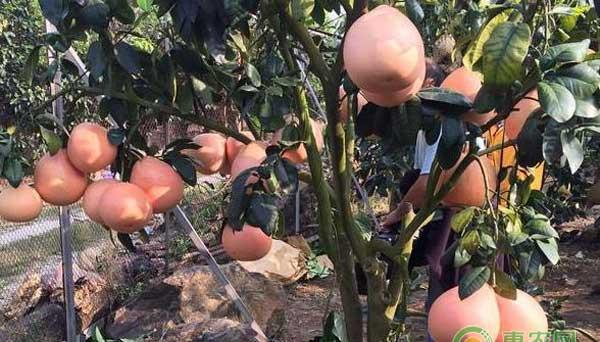 三红蜜柚提高甜度的六大要点