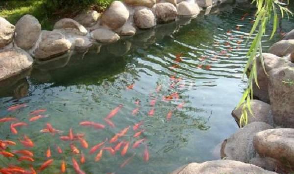 养鱼池泛底的条件