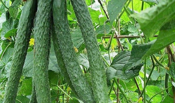 冬天阳台黄瓜的种植技术