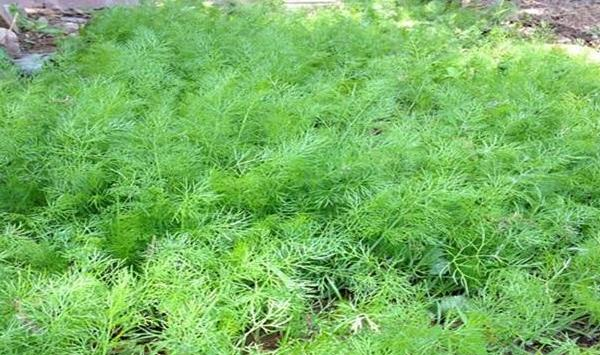 茴香苗种植时间