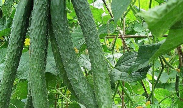 阳台盆栽黄瓜种植技术，盆栽黄瓜施肥要点