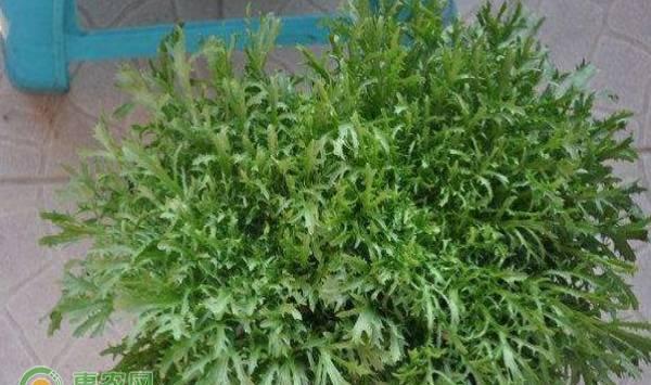 盆栽苦菊的种植方法及注意事项