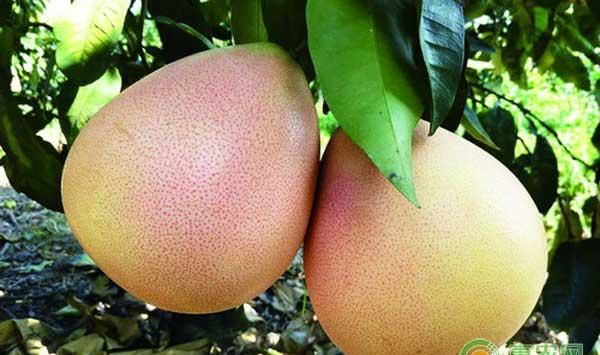 三红蜜柚提高甜度的六大要点