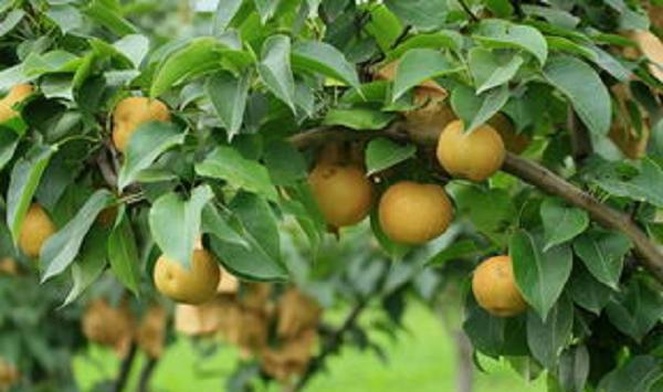 梨子高产种植方法