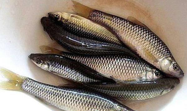 麦穗鱼能长多大