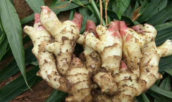 生姜种植方法