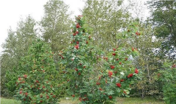 果园有机肥的正确使用方法