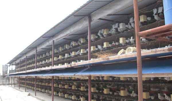 肉鸽养殖常见管理误区及对策