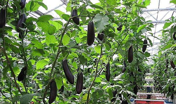 冬春季反季节茄子种植要点