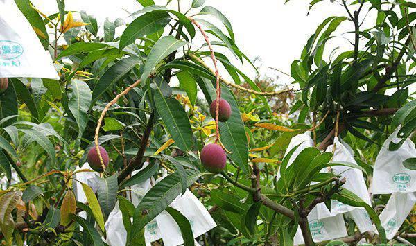 12月份芒果的管理要点