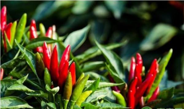 辣椒早衰怎么办？这五点预防措施首先要做好！