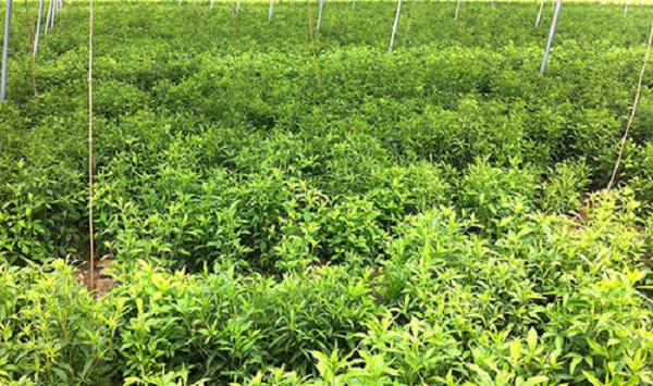 中药材植物白术的田间管理要点