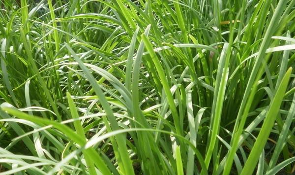 冬季韭菜种植方法