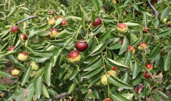 枣树冬季管理方法及修剪技巧