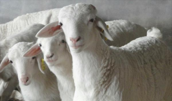 冬季养羊育肥措施