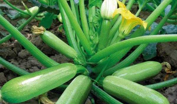 冬季蔬菜保花保果