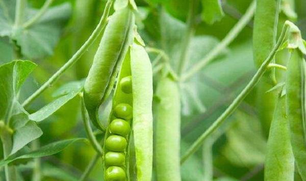 豌豆基腐病的防治方法